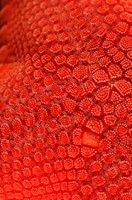 Sea Star